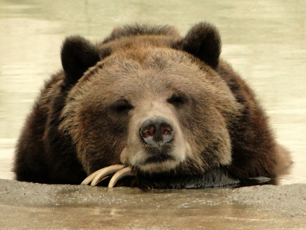 Bears in Bourbonnais: Boring Ain’t So Bad