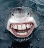Watching The Party – FFUD’s 2nd Round Preview: Sharks vs. Knights or That’s About Enough Of This